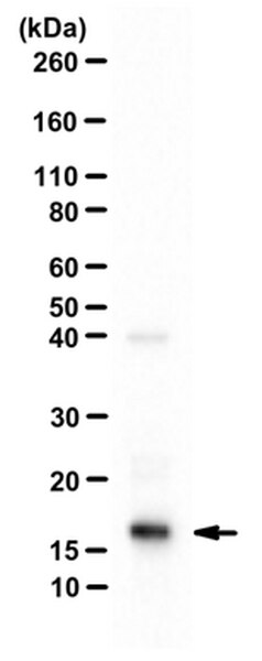 Anti-Histone H3 Antibody | 06-755